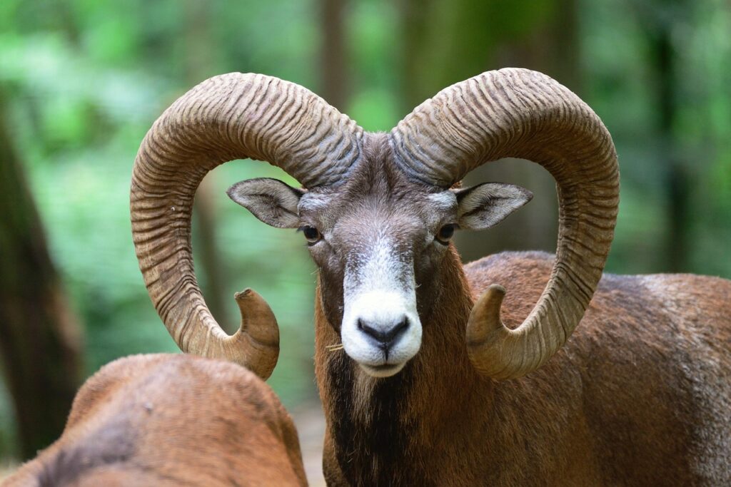 mouflon, aries, nature, animal, deer park, wildlife park, horns